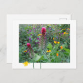 Carte Postale Fleurs sauvages : Rose violet jaune do-it-yourself (Devant / Derrière)