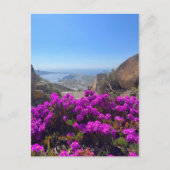 Carte Postale Fleurs sauvages violettes Santorin Grèce Photograp (Devant)