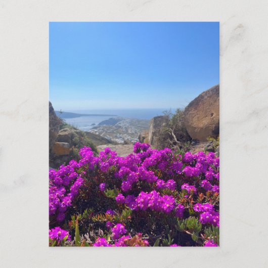 Carte Postale Fleurs sauvages violettes Santorin Grèce Photograp (Devant)