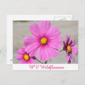 Carte Postale Fleurs sauvages WV roses (Devant / Derrière)