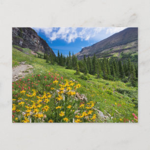 Carte Postale Fleurs Sentier de fleurs du Montana