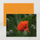 Carte Postale fleurs s'épanouissent (Devant / Derrière)