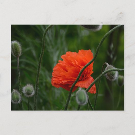 Carte Postale fleurs s'épanouissent (Devant)