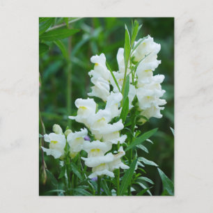 Carte postale Fleurs Snapdragon Blanches