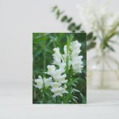 Carte postale Fleurs Snapdragon Blanches (Debout devant)