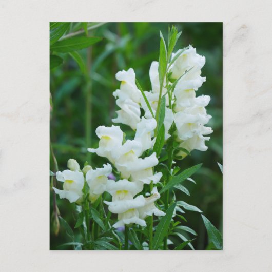 Carte postale Fleurs Snapdragon Blanches (Devant)
