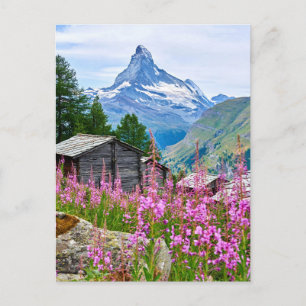 Carte Postale Fleurs Summer Matterhorn Suisse