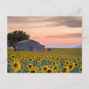 Carte Postale Fleurs   Sunflower Field Provence, France