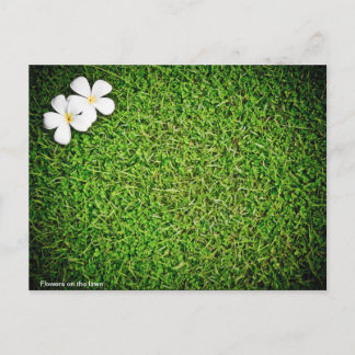 Carte Postale Fleurs sur la pelouse