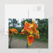 Carte Postale Fleurs sur plante, Costa Rica. (Devant / Derrière)