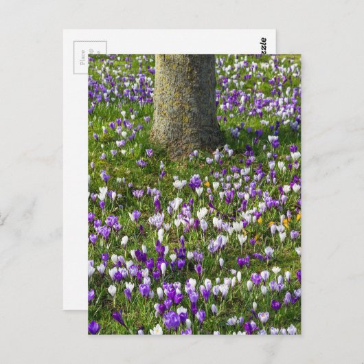 Carte Postale Fleurs terrain crocus dans l'herbe de printemps av (Devant / Derrière)