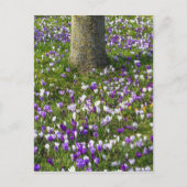 Carte Postale Fleurs terrain crocus dans l'herbe de printemps av (Devant)
