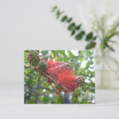 Carte Postale Fleurs Tortola (Debout devant)