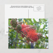 Carte Postale Fleurs Tortola (Devant / Derrière)
