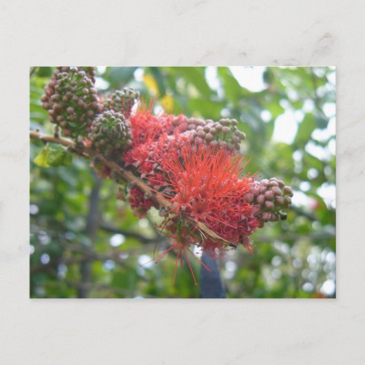 Carte Postale Fleurs Tortola (Devant)
