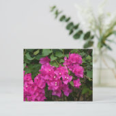 Carte Postale Fleurs Tortola (Debout devant)