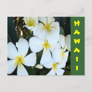 Carte Postale Fleurs tropicales hawaïennes