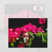 Carte Postale Fleurs tropicales roses, fleurs d'Ocho Rios (Devant / Derrière)