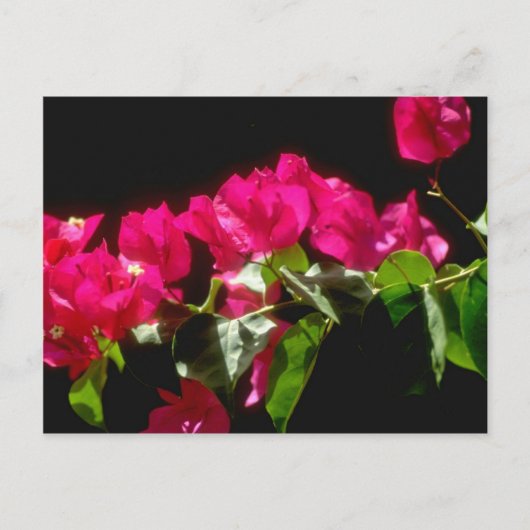 Carte Postale Fleurs tropicales roses, fleurs d'Ocho Rios (Devant)