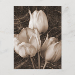 Carte Postale Fleurs Tulip Blanches Sepia Fleur Arrière - plan n