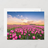 Carte Postale Fleurs | Tulips Holland Sud, Pays-Bas (Devant / Derrière)