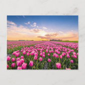 Carte Postale Fleurs | Tulips Holland Sud, Pays-Bas (Devant)