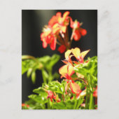 Carte Postale Fleurs ukrainiennes (Devant)