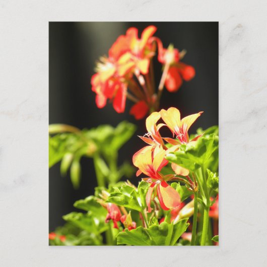 Carte Postale Fleurs ukrainiennes (Devant)