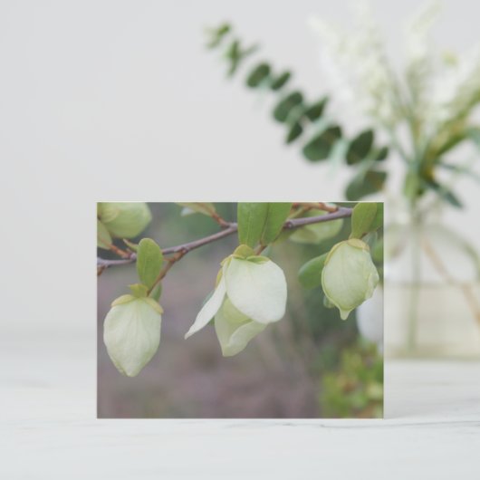 Carte Postale Fleurs vert clair (Debout devant)