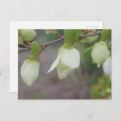 Carte Postale Fleurs vert clair (Devant / Derrière)