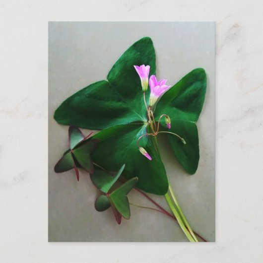 Carte Postale Fleurs vertes roses du trèfle Saint Patrick (Devant)