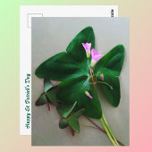 Carte Postale Fleurs vertes roses du trèfle Saint Patrick