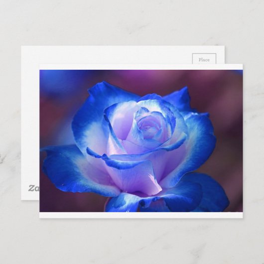 Carte Postale fleurs vignes pétales fleurs roses fleurs bleu amo (Devant / Derrière)