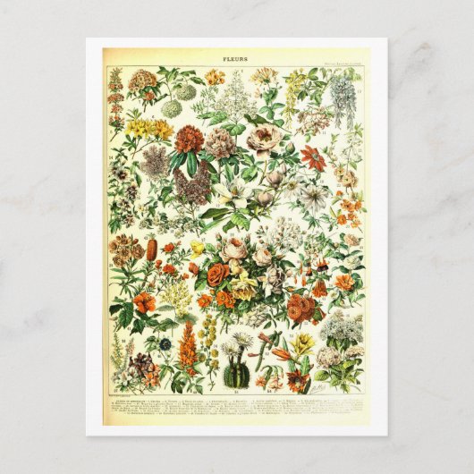 Carte postale Fleurs vintages (Devant)
