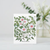 Carte Postale Fleurs vintages d'Hibiscus par Basilius Besler (Debout devant)