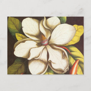Carte Postale Fleurs vintages Magnolia Plante Avec Graines