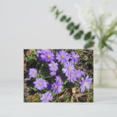 Carte Postale Fleurs violettes (Debout devant)