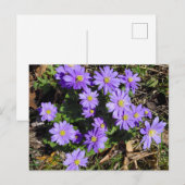 Carte Postale Fleurs violettes (Devant / Derrière)