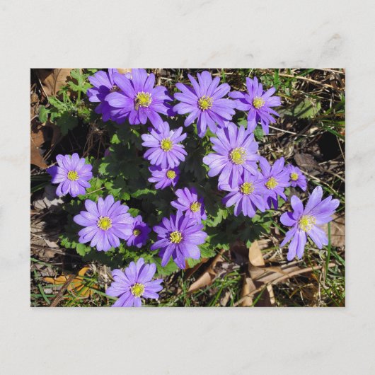 Carte Postale Fleurs violettes (Devant)