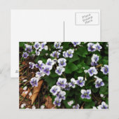 Carte Postale Fleurs violettes (Devant / Derrière)