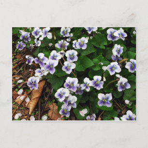 Carte Postale Fleurs violettes