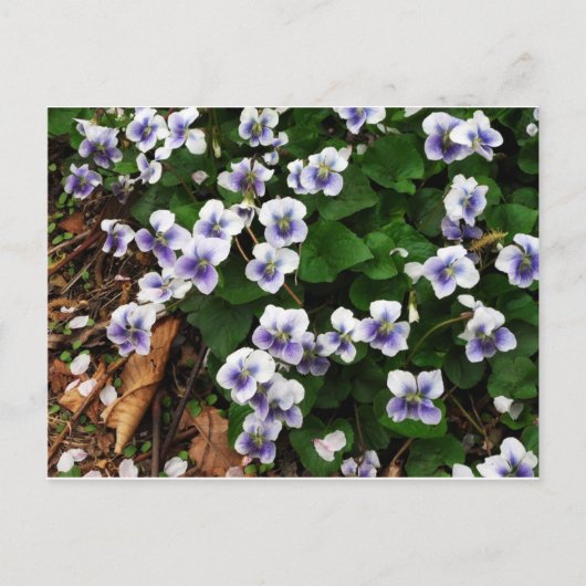 Carte Postale Fleurs violettes (Devant)