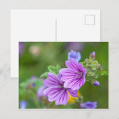 Carte Postale Fleurs violettes (Devant / Derrière)