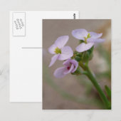 Carte postale Fleurs violettes (Devant / Derrière)