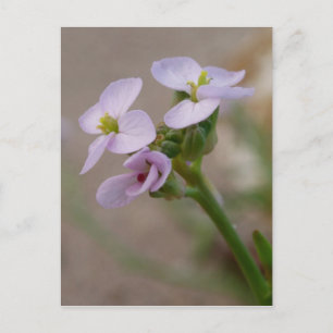 Carte postale Fleurs violettes