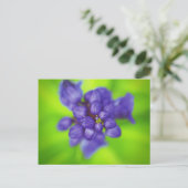 Carte Postale fleurs violettes (Debout devant)