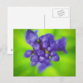 Carte Postale fleurs violettes (Devant / Derrière)
