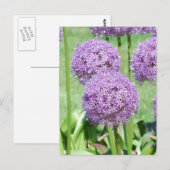 Carte postale Fleurs violettes (Devant / Derrière)