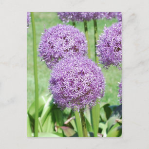 Carte postale Fleurs violettes