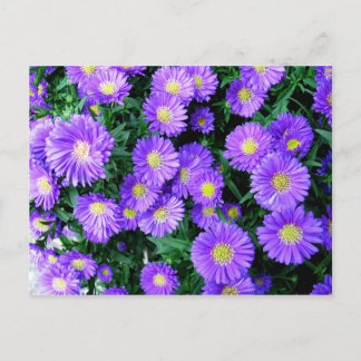 Carte Postale Fleurs violettes